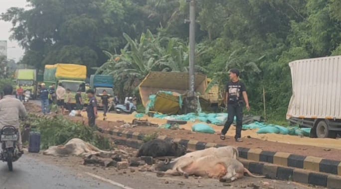 Los Rem Mobil Truk Muatan Sapi dan Truk Muatan Gabah Adu Banteng di Bakauheni.
