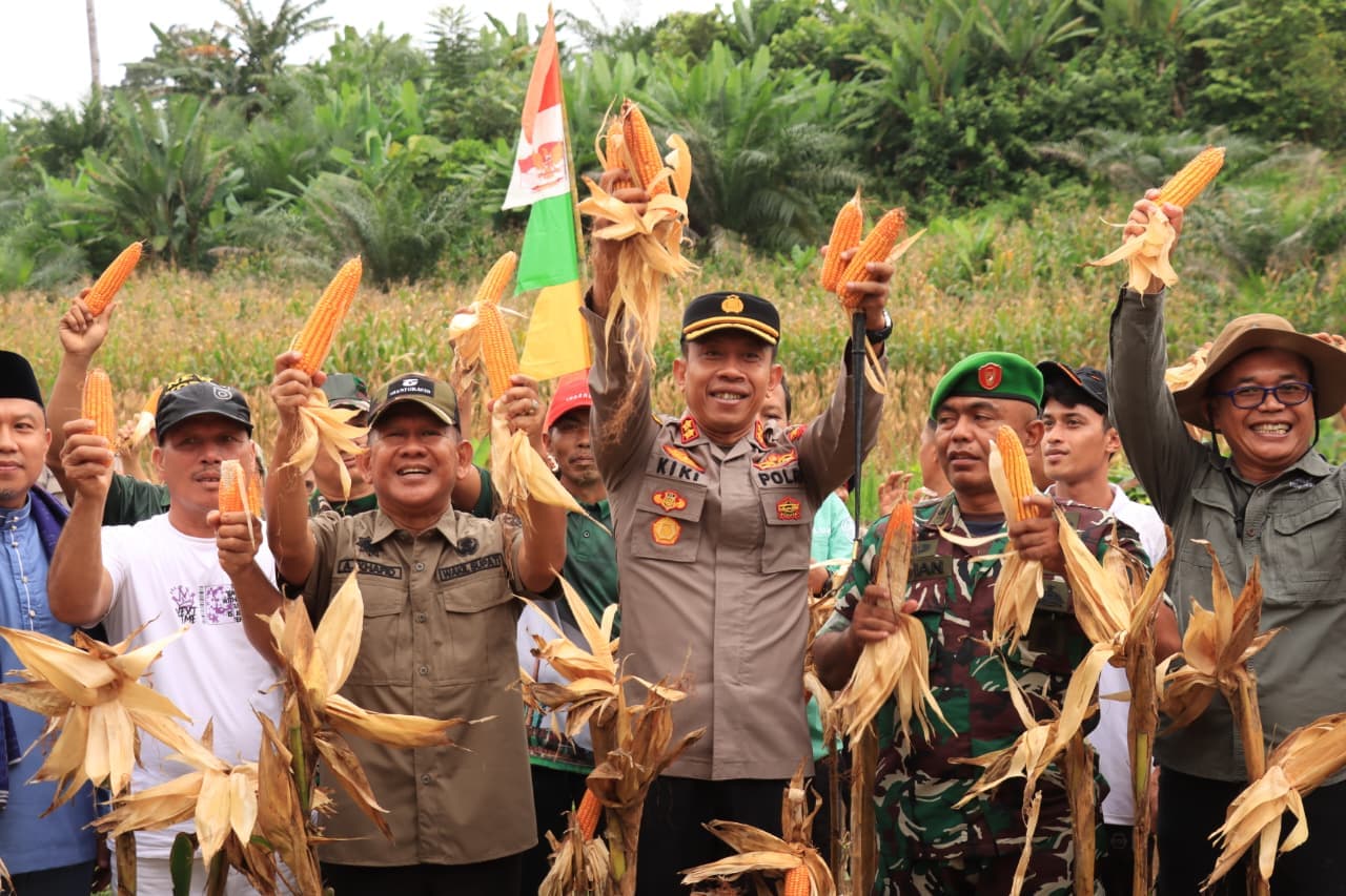 Bulog Siap Beli Rp 6.400, /kg Wabup A. Khafidh dan Kapolres Panen Jagung di Rantau Alai