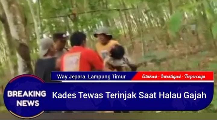 Tragis !!! Kades di Lampung Timur Tewas Terinjak Gajah